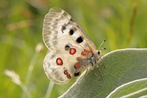 spots-entomologiques-france-papillon-appolon-maunakea